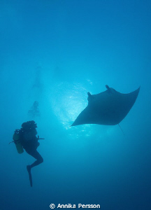 Diver meets manta by Annika Persson 